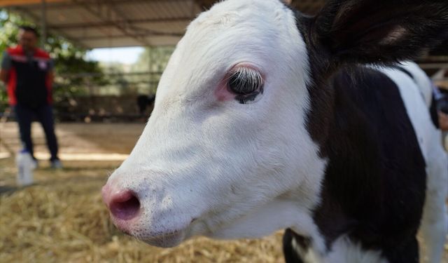 Muğla'da buzağı ölümlerini azaltmak için çalışma yapılıyor