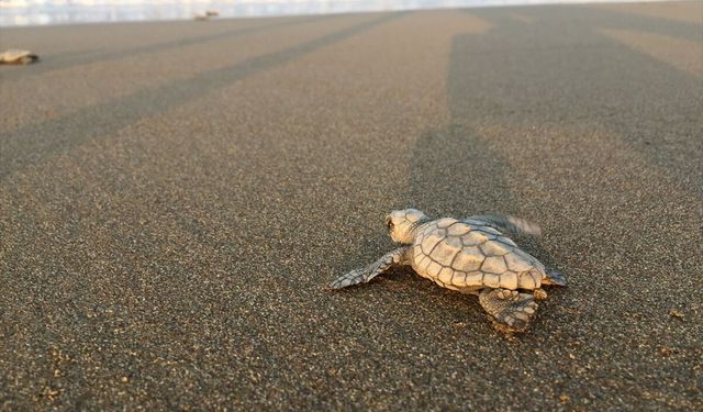 Caretta caretta “Azimut”, Sarıgerme sahilinde 37 yavruyla neslini sürdürdü