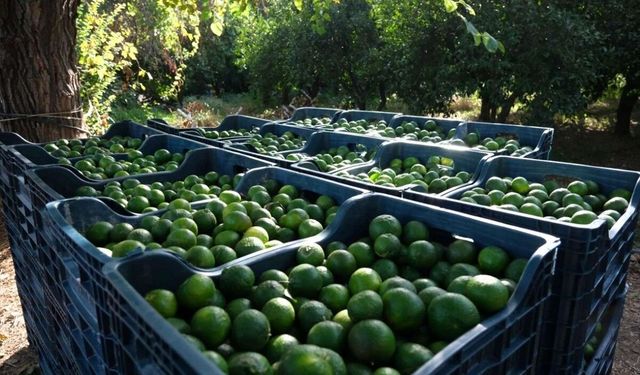 Bodrum'un meşhur yeşil mandalinaları toplanıyor