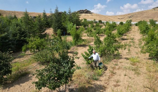 Afyon’daki kıraç araziye 15 yıl emek veren Necati Gündüz, adeta çölde vaha oluşturdu