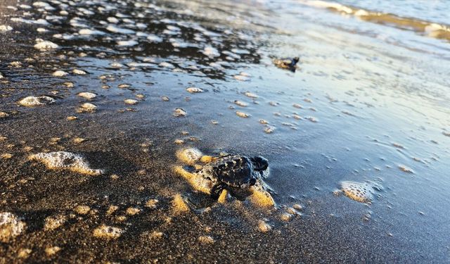 İztuzu'nda yaklaşık 30 bin caretta caretta yavrusu denize ulaştı