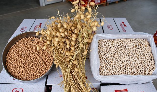 Denizli'nin Borsa20 nohuduyla leblebi üretimine geçildi