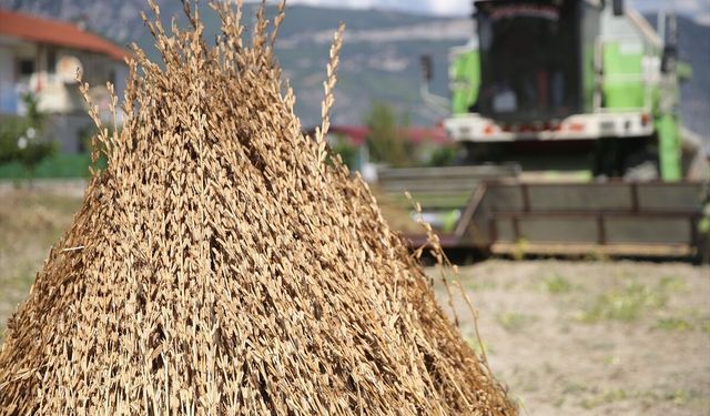 Deli Memet rüzgarıyla lezzet kazanan Gökova susamı için hasat dönemi