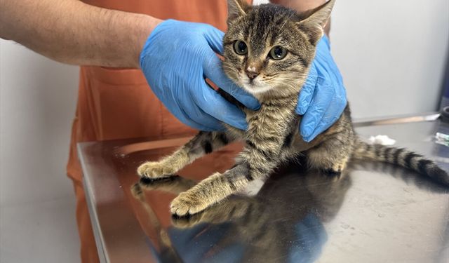 Kütahya’da ölmek üzereyken sokakta bulunan kedi, Afyon’daki ameliyatla kurtuldu