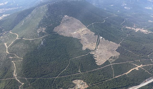 Denizli Orman Bölge Müdürlüğü 4,5 milyon fidan dikecek