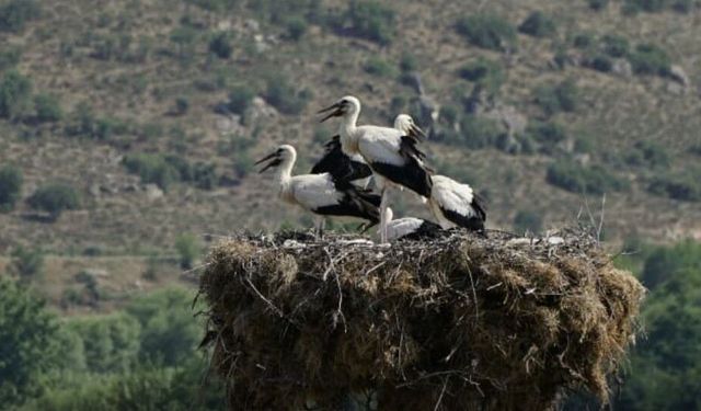Muğla, İzmir ve Manisa'daki geçmen kuşlar için Leyleklere Yeni Yuva projesi