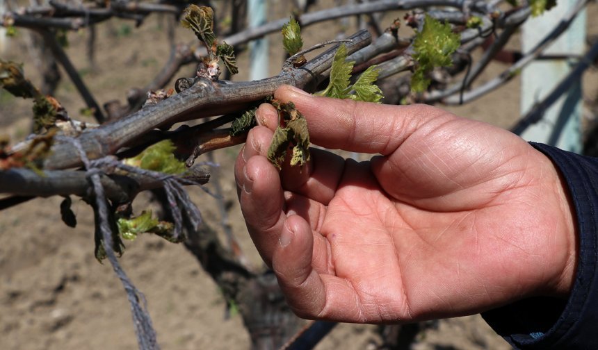 Uşak Valiliği'nden kritik uyarı! Zirai Don görülebilir