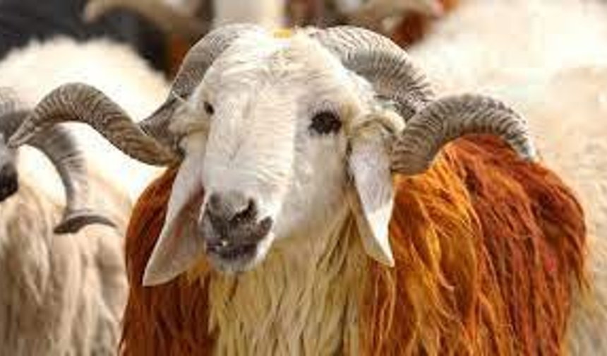 Uşak'ta kurbanlık siparişleri şimdiden alınmaya başlanıyor! Fiyatlar 20 bin ile 40 bin arasında değişiyor!