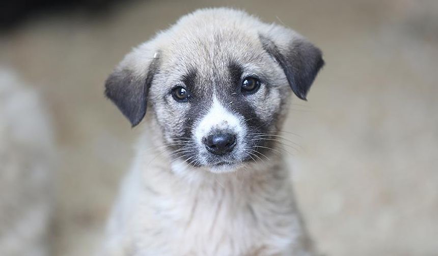 Uşak'ın köylerindeki köpek sorununa çiple çözüm! 850 köpek sahiplenildi!