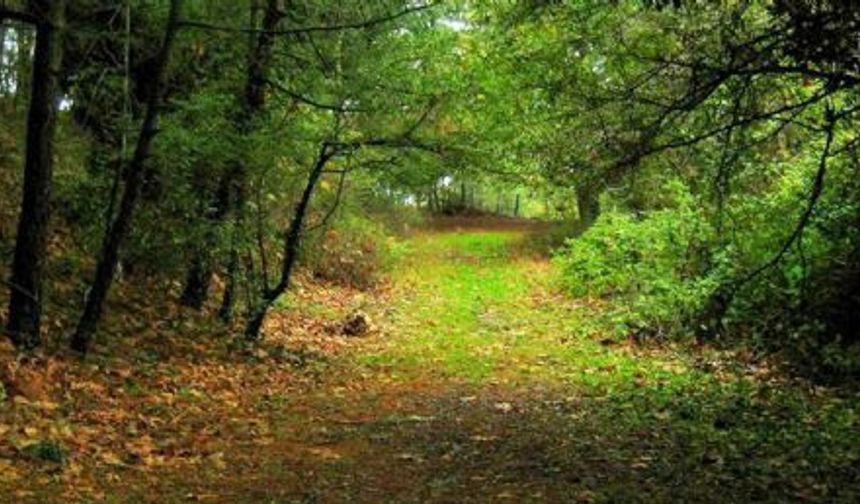 Uşak'ta Valilik kararı gereğince; belirlenen 14 piknik alanı dışındaki alanlarda ormanlara girişler tamamen yasaklandı