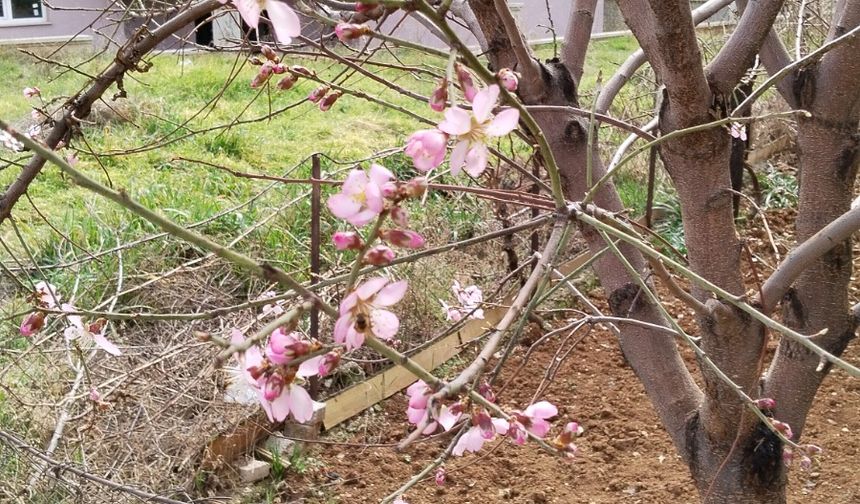 Uşak'taki Ağaçlar Şubat Bitmeden Çiçek Açtı