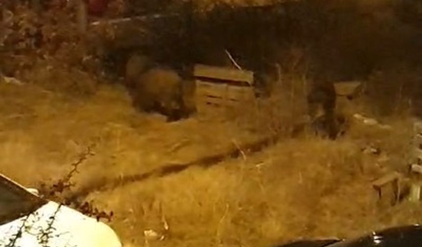 Yaban domuzları, Uşak’ta şehir merkezine inmeye başladı
