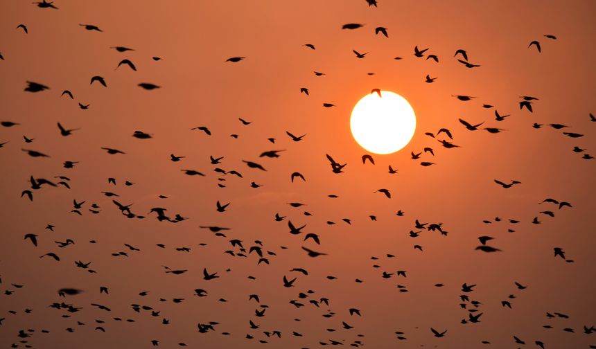 Manisa'da sığırcık kuşları görsel şölen sundu