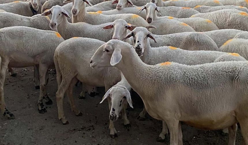 Uşak ve diğer illerdeki üreticilere 100'er koyun hibe edilecek!