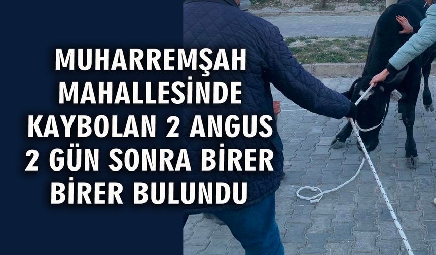 Muharremşah’ta kaybolan 2 siyah angus bulundu