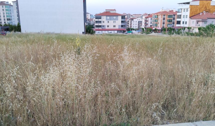 Uşak'ta Kemalöz ve Cumhuriyet Mahallelerindeki otlar yılan ve benzeri endişelere yol açıyor