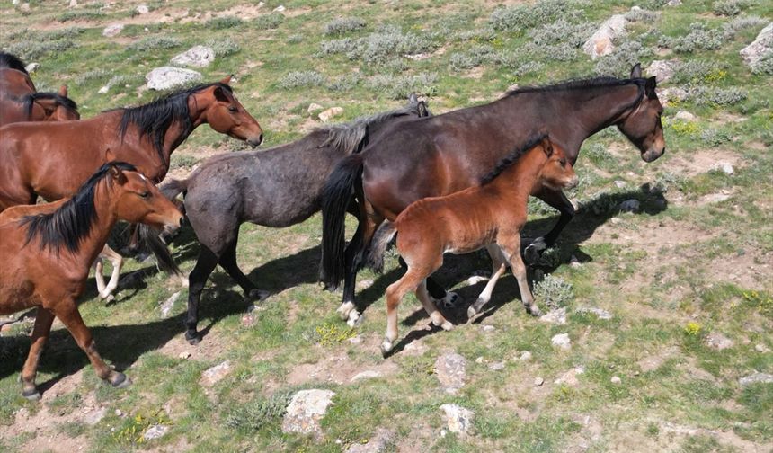Afyon Emirdağ'ın Yellibel, Yassıyurt, Gölcük ve Çomaklı yaylaları yılkı atlarıyla şenlendi