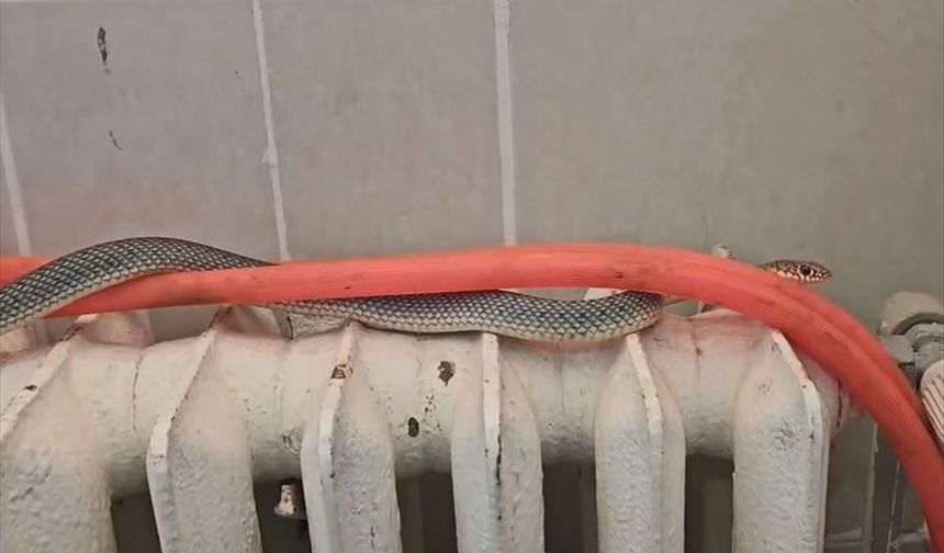 Kütahya ve Eskişehir yolundaki restoranın tuvaletine gelen yılan, doğaya geri salındı