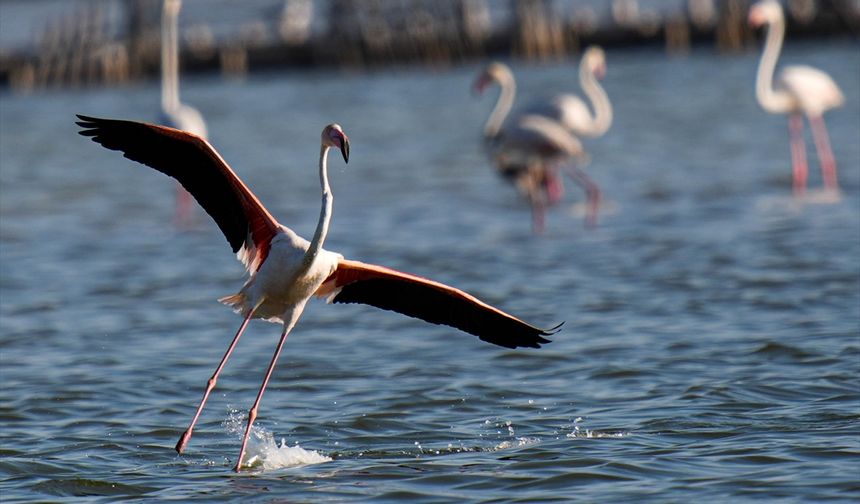 Kreşteki minik flamingolar izleri halkalamayla takip edecekler