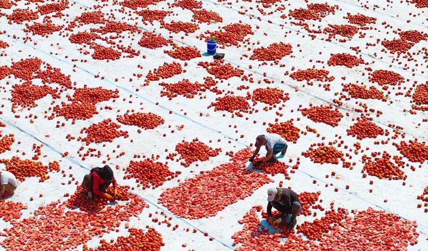 Torbalı Ovasına binlerce kilometreden gelerek, kavurucu sıcağa rağmen domates kurutup ekmek parası için çalışıyorlar