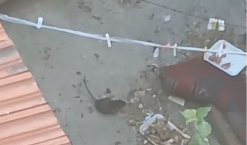İngiltere'de orduya havale edilen kediden büyük dev fareler Uşak'ta da görüldü!