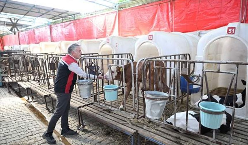 Ödemiş'teki yangından tahliye edilen hayvanlara özel bakım