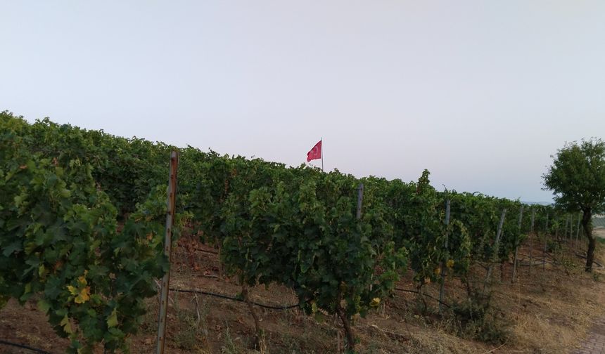 Yıllar önce, Uşak'ta da böylesine güzel üzüm bağları vardı! Kızlar bağı olmayana varmazdı!