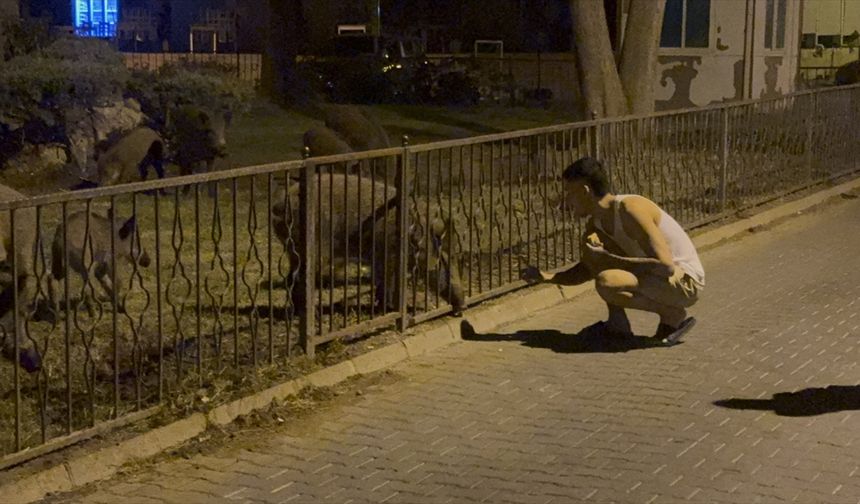 Marmaris'te yaban domuzları kent merkezine indi!