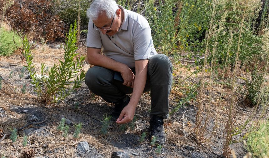 İzmir Yamanlar'da yanan ormanlık alanda ağaçlandırılıyor