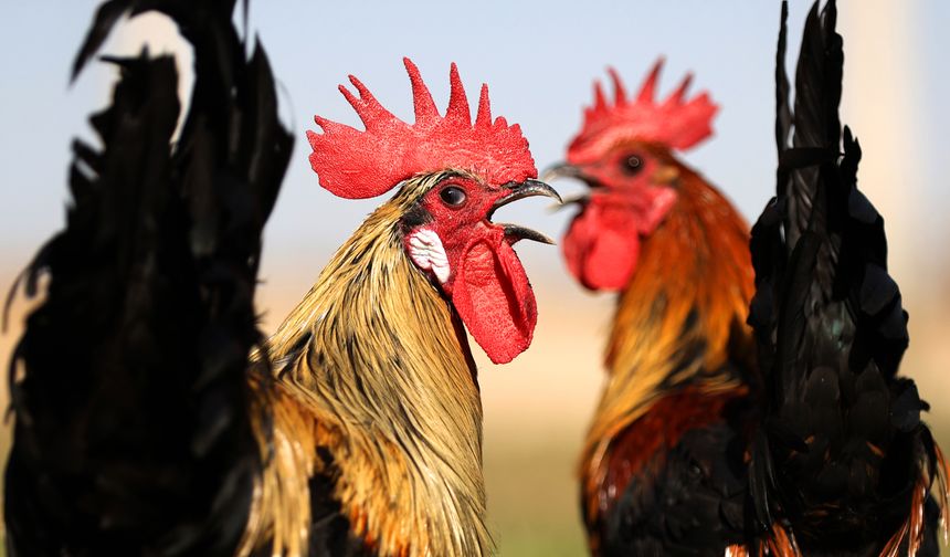 Denizli horozunun ırkı Konya'daki enstitüde korunuyor