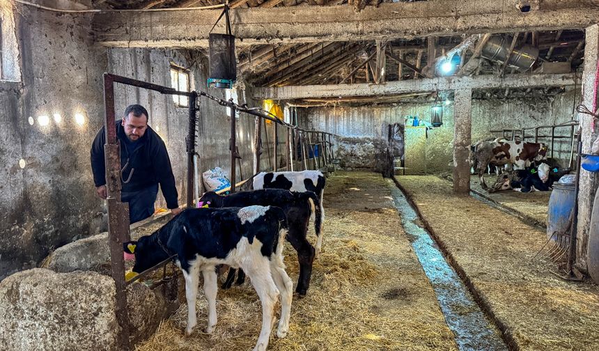 Uşak'ta 4 inekle üretime başlayan genç mühendis, işini 11 kat büyütüp çiftliğe döndü