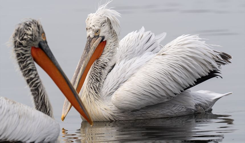 Gediz'in Ege Bölgesi'ndeki güzellikleri Bostanlı'ya kadar uzanıyor
