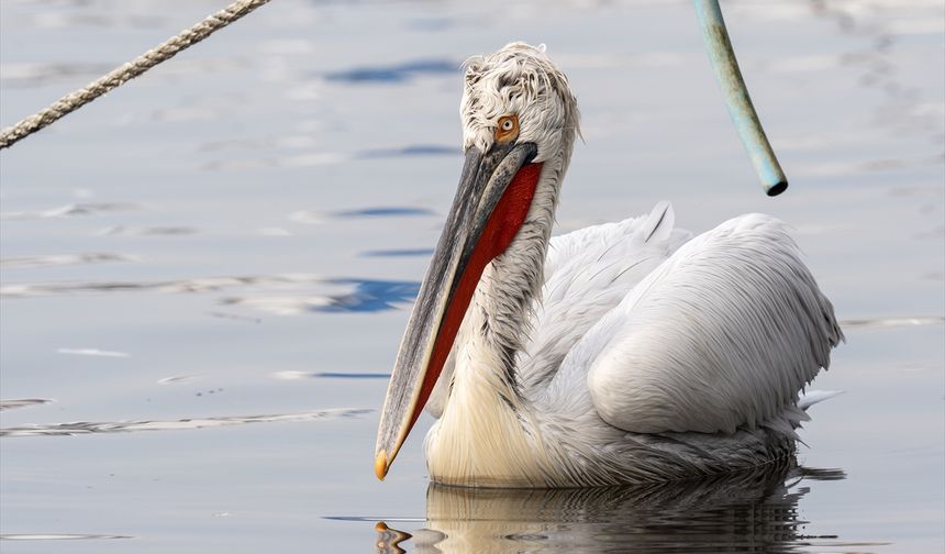 Gediz Nehri'nin İzmir Karşıyaka Bostanlı'ya uzanan güzellikleri