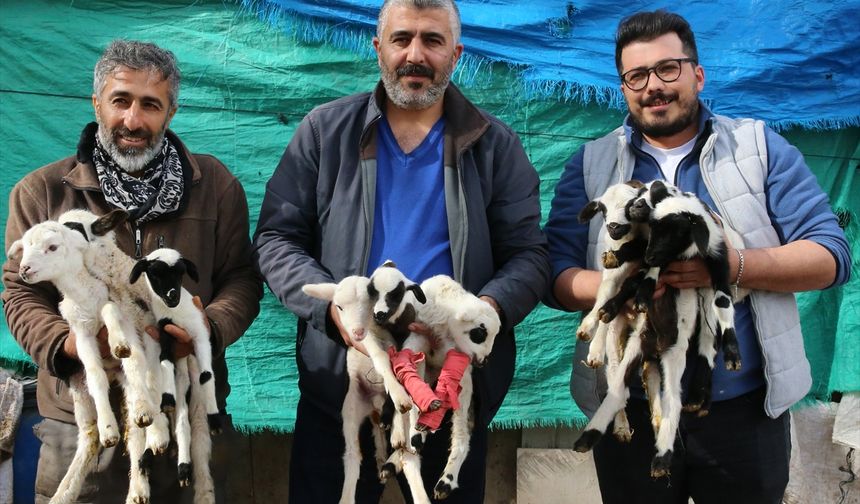 Uşak'ın komşusu Pamukkale'de 1 koyun tek seferde 9 doğurdu!