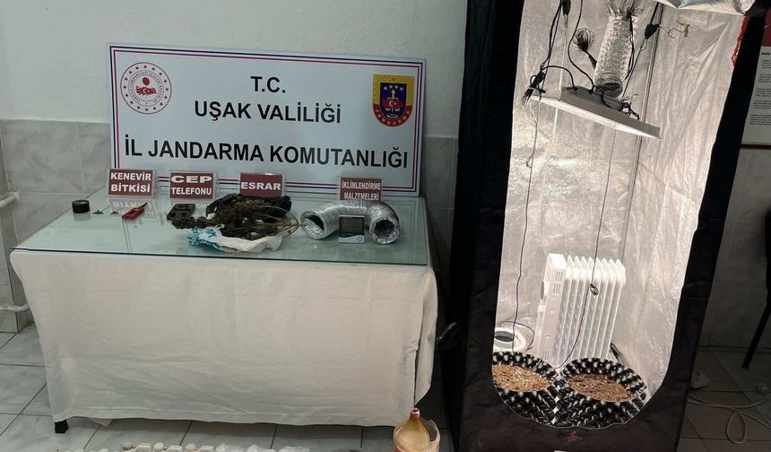 Uşak'ta iklimlendirme çadırında esrar yetiştirdiği öne sürülen baba ve oğluna operasyon