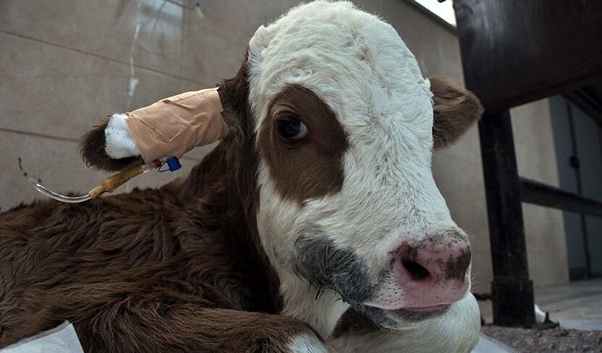 Uşak ve çevre illerdeki buzağı ölümlerine çözüm için bir araya geldiler