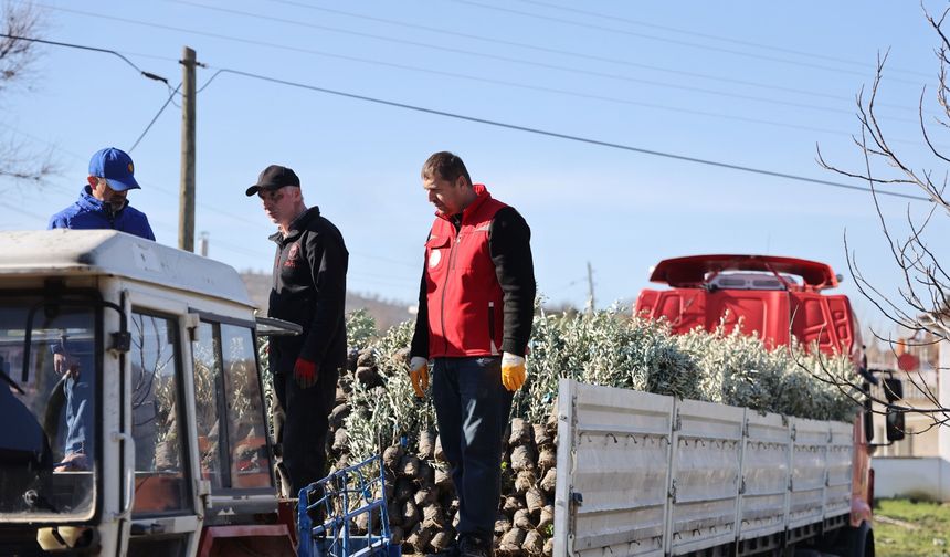 Uşak’ta 62 bin zeytin fidanı dikilecek