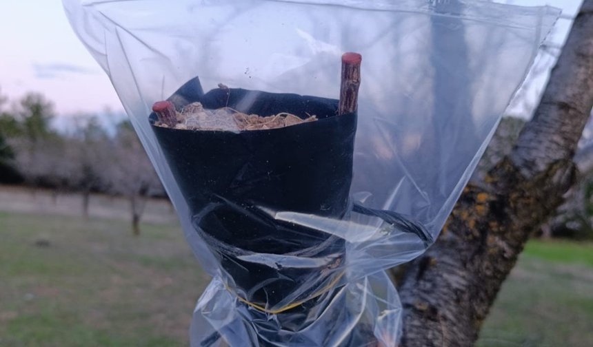 Uşak İl Tarım ve Orman Müdürlüğü, Zirai Dona karşı etkili olan önlemi uygulamalı şekilde anlattı