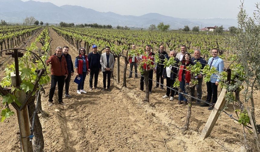 Uşak Eşme'nin komşusu Alaşehir'de kaliteli ve kalıntısız üzüm yetiştirilecek!