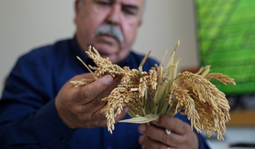 Çeltiğin babası, Kayı, Irmak ve Yörük'ü üreticiyle buluşturdu