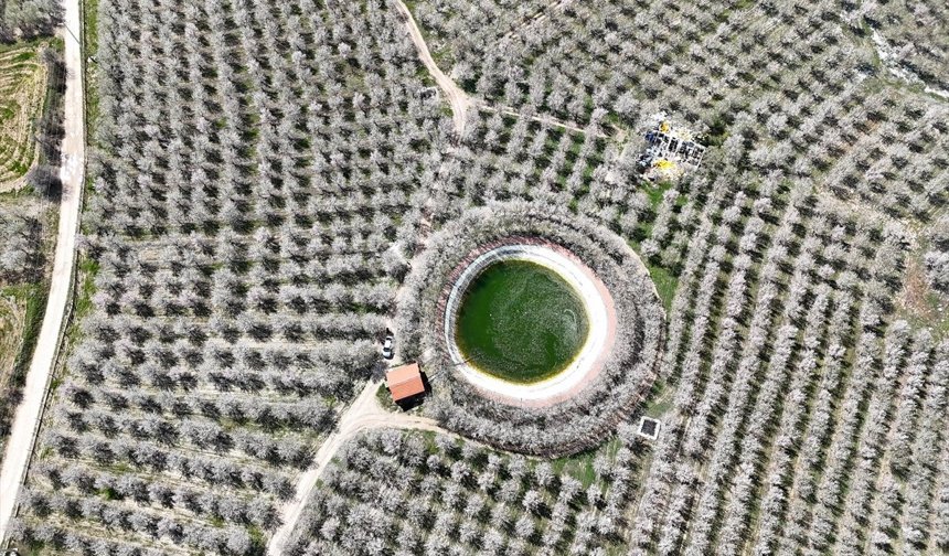 Uşak'ın Ulubey ilçesindeki badem ağaçları çiçek açtı, doğa beyaza büründü