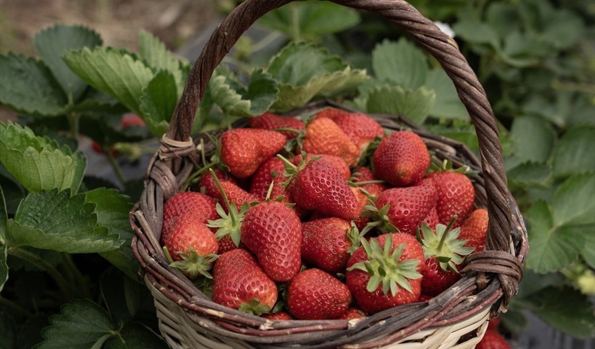 Bu yıl aşırı yağışlar Emiralem çileğinde verimi artırdı! Kilosu 100 liraya kadar geriledi!