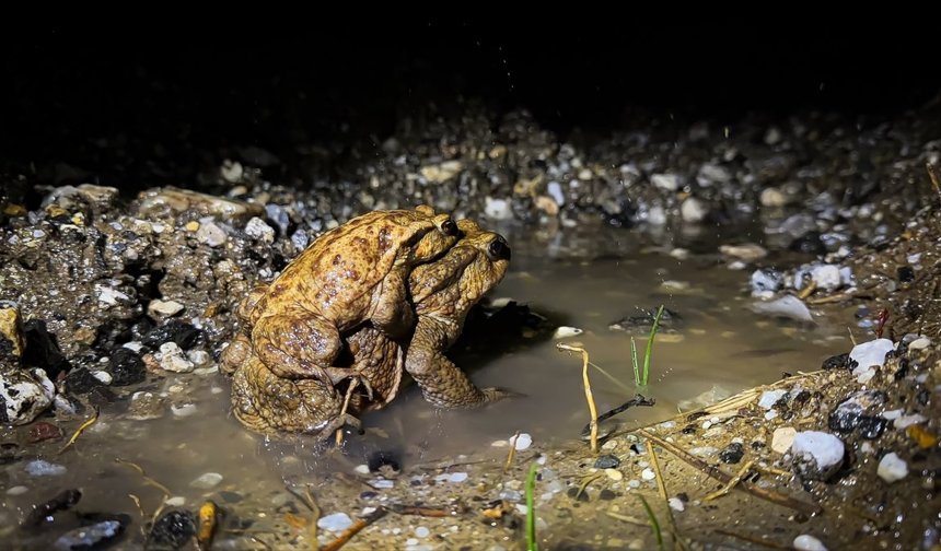 Çiftleşmek için bir birini sırtta taşıyan kurbağalar 5 bin yıldır aynı ekosistemdeler!
