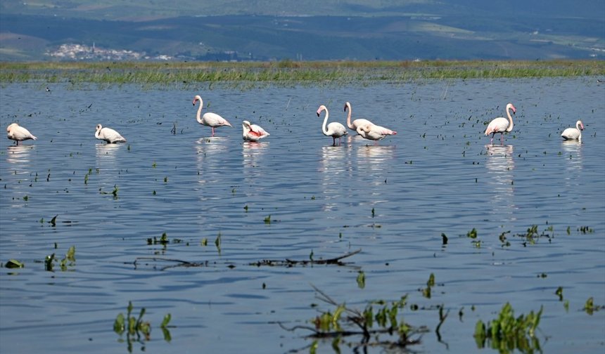 Kuş cenneti olan Marmara Gölü eski günlerindeki gibi