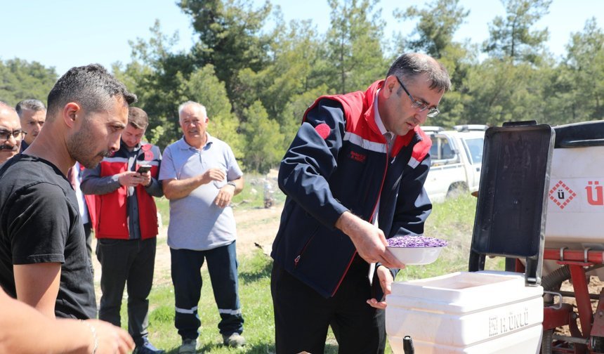 Uşak’ta 5 çeşit yağlık ayçiçeği tohumu toprakla buluştu