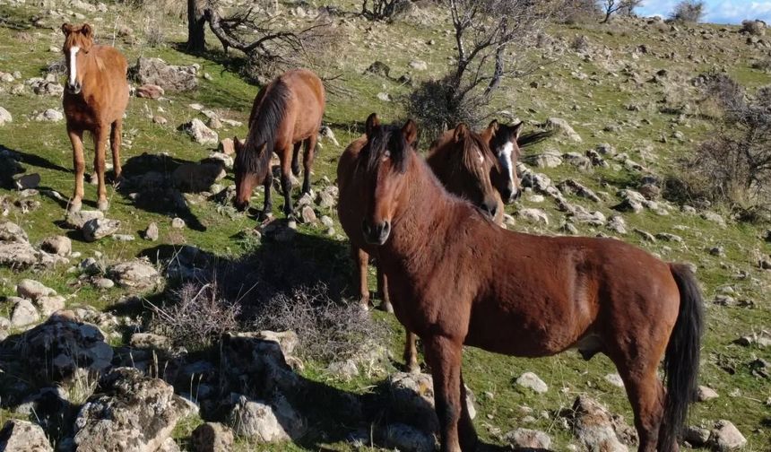 Uşak Merkez Bağbaşı köyündeki yılkı atları korunmalıdır!