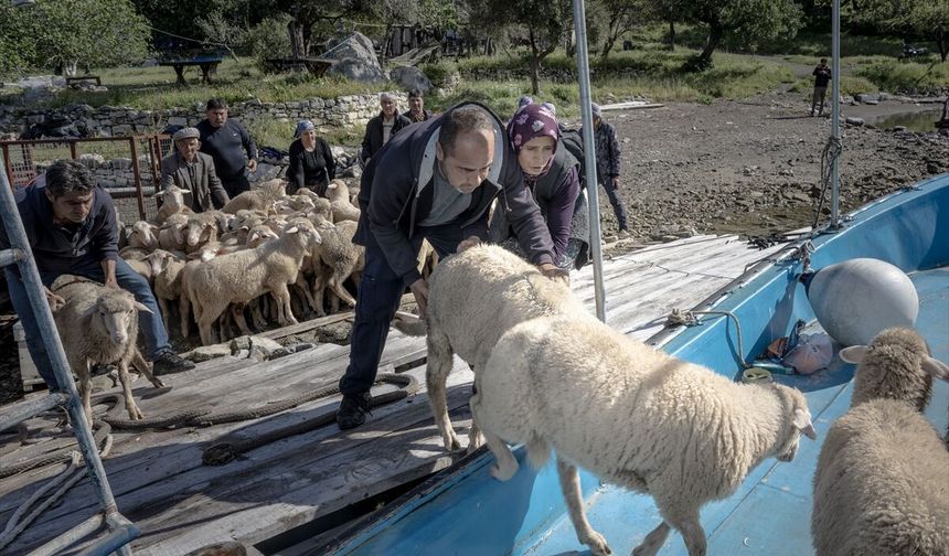 Denizli ve Dalaman Kapıdağ arasında 6 ayda bir, koyunlarla kara ve deniz yolculuğu!