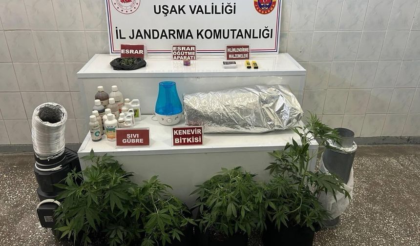 Zehir tacirlerine yönelik operasyonlar Uşak’ta devam ediyor