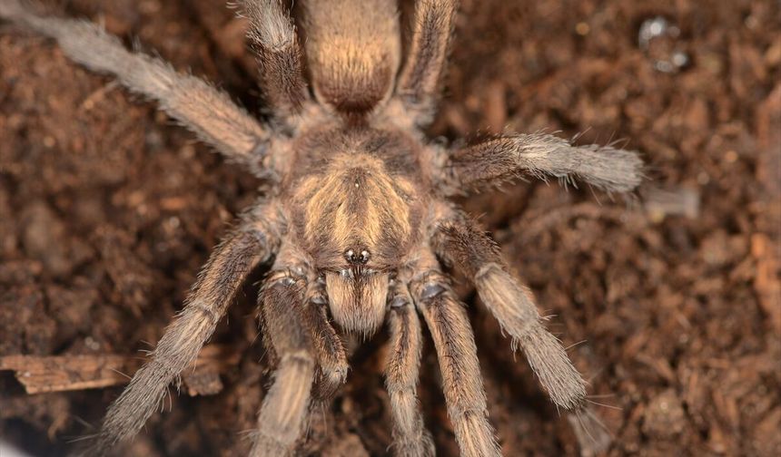 Bafa gölünde bulunan dev tarantula Türkiye hayvan varlığına tekrar kazandırıldı