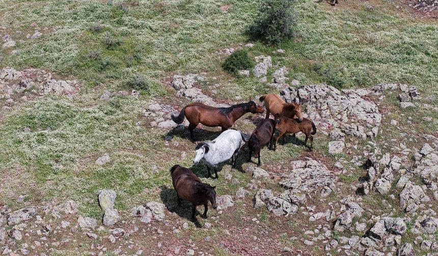 Uşak'ın Elma Dağı'ndaki yılkı atlarının zorlu yaşam mücadelesine tanıklık etti!